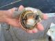 Is It Safe To Eat Scallop During Pregnancy?